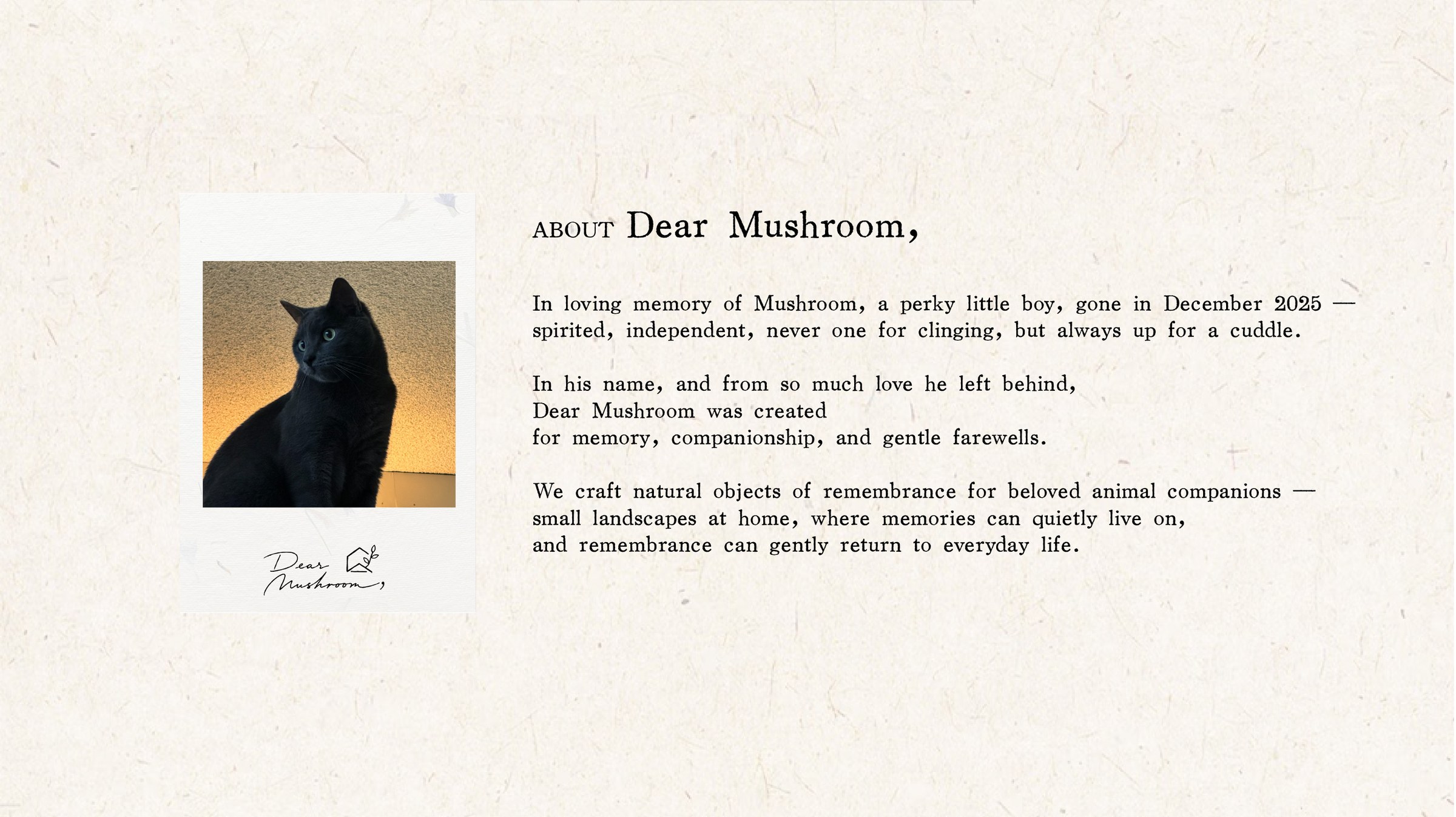 About Dear Mushroom
