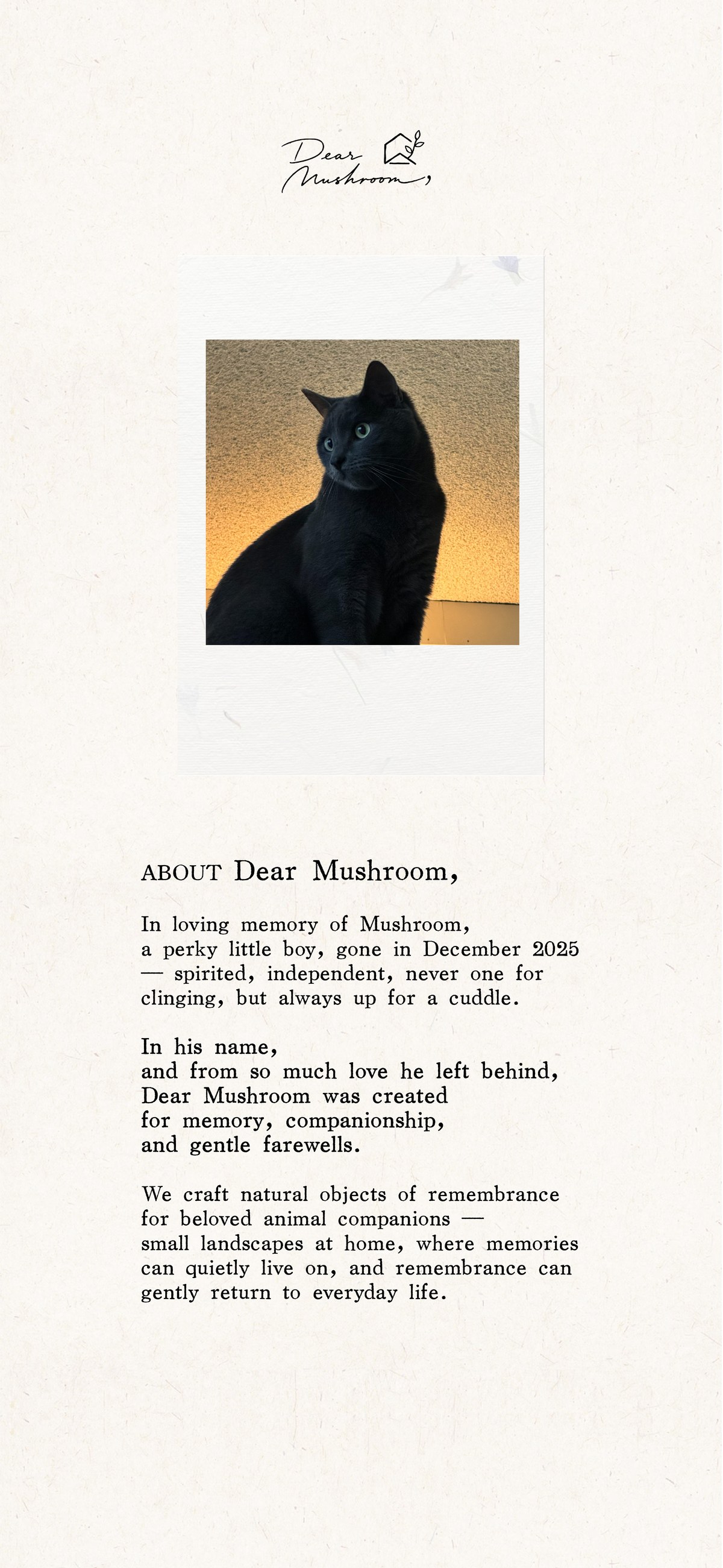 About Dear Mushroom